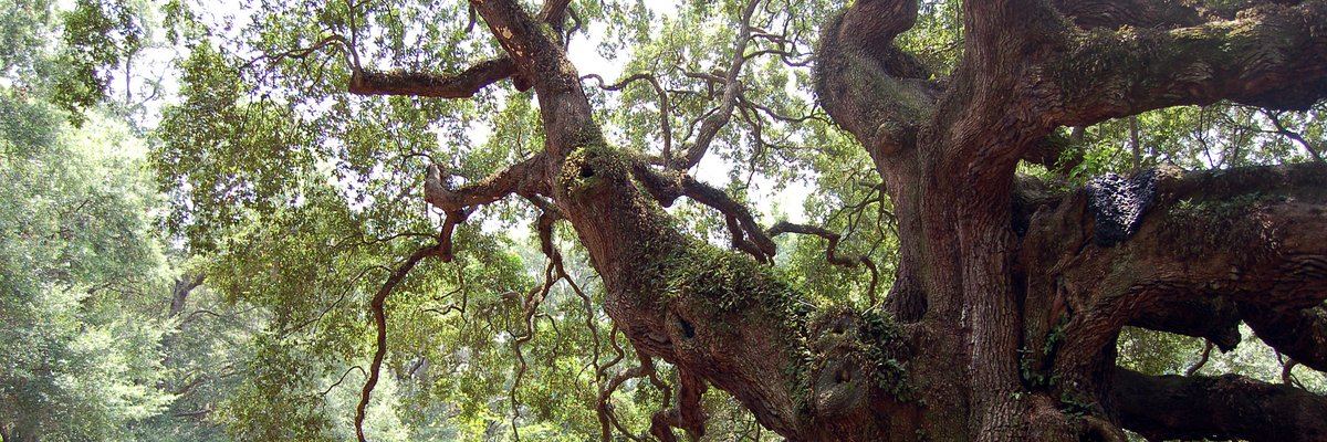 The Angel Oak tree on Johns Island, Charleston SC