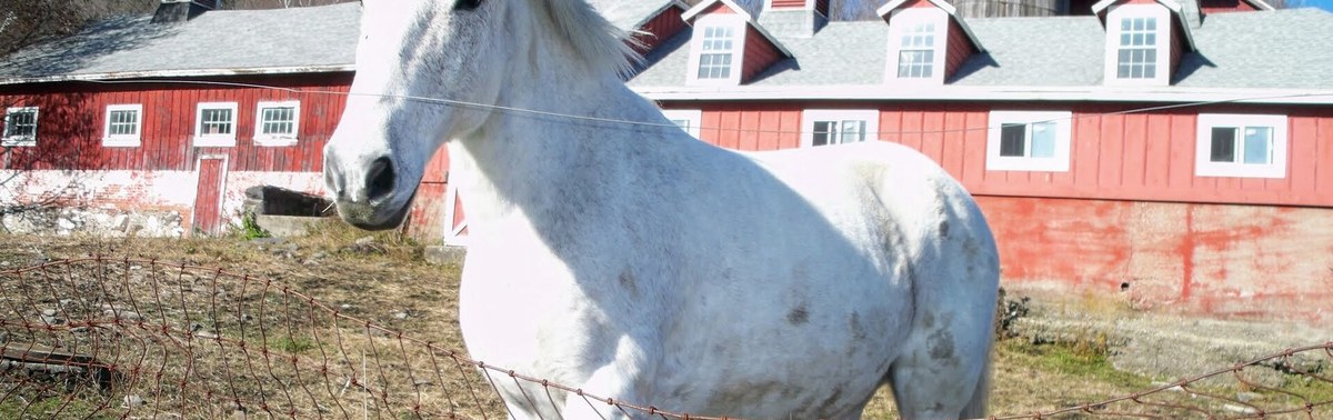 White horse and red barn on a rural ranch property near Charleston SC