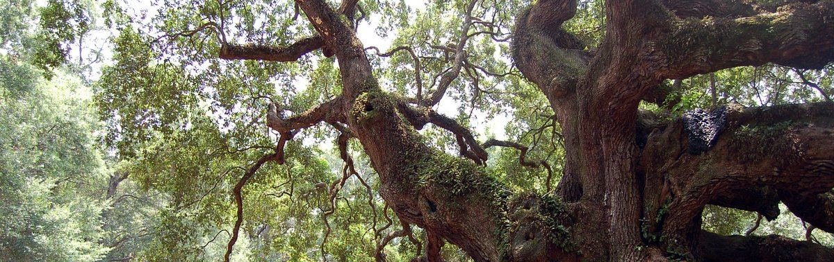 The Angel Oak on Johns Island with moss-covered limbs