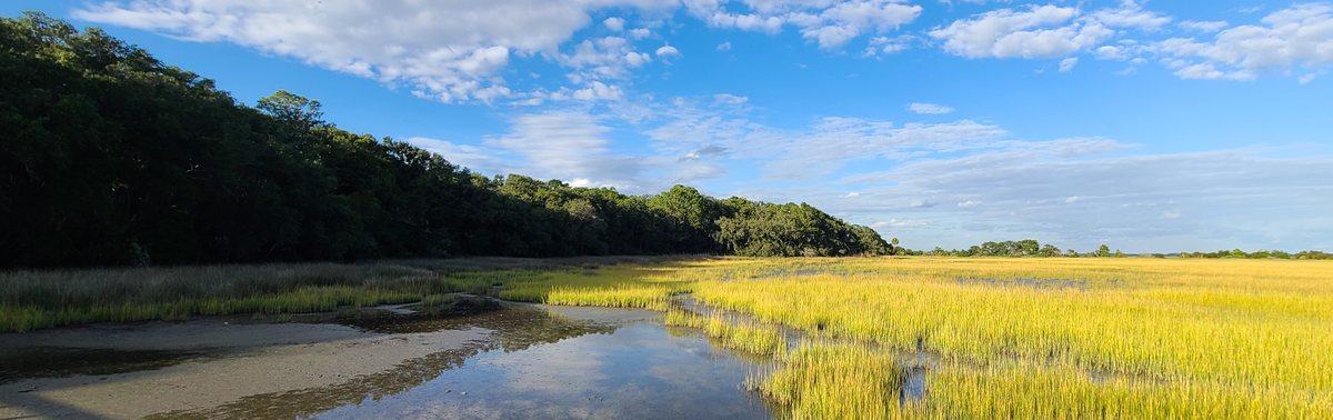 Salt marsh and maritime forest near Awendaw and Cape Romain SC