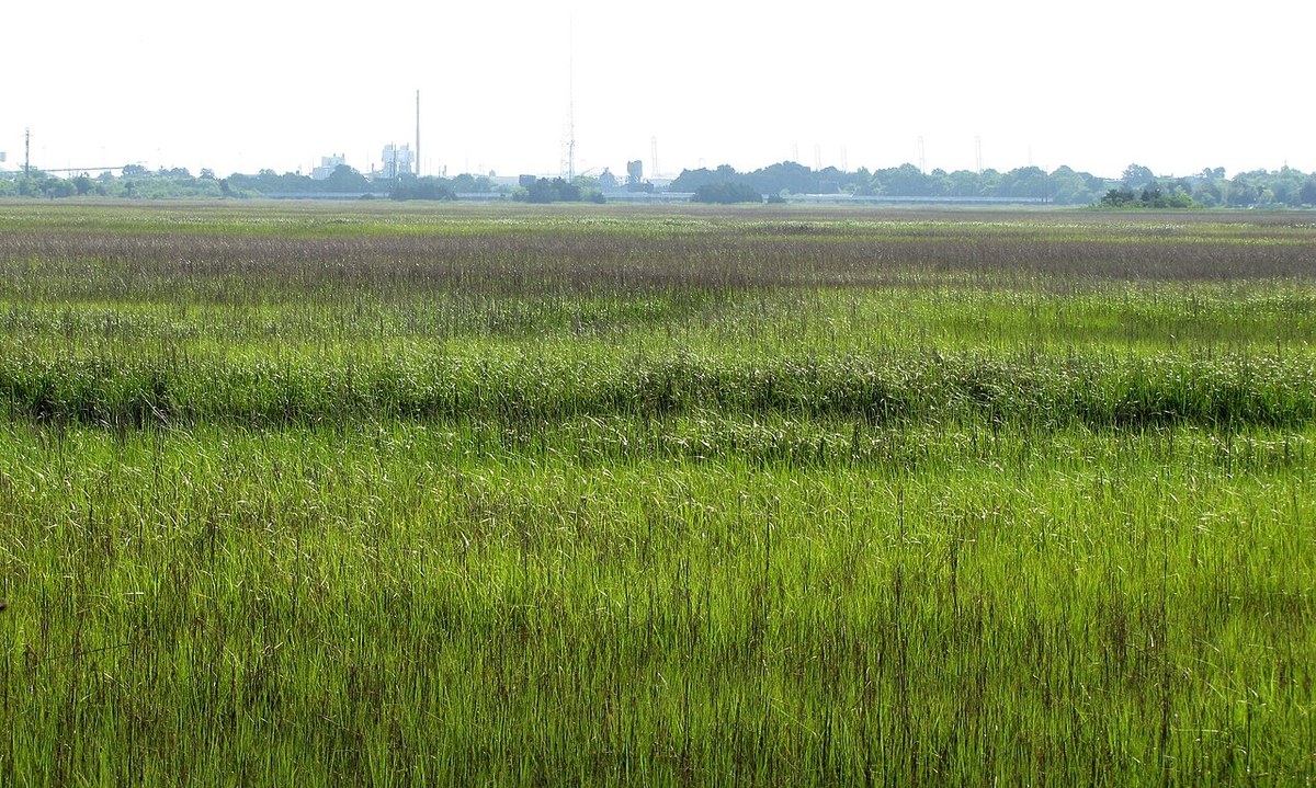 Marsh and tidal landscape near Charles Towne Landing on the Ashley River