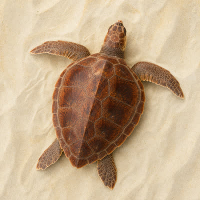 Loggerhead sea turtle on a sandy South Carolina beach during nesting season